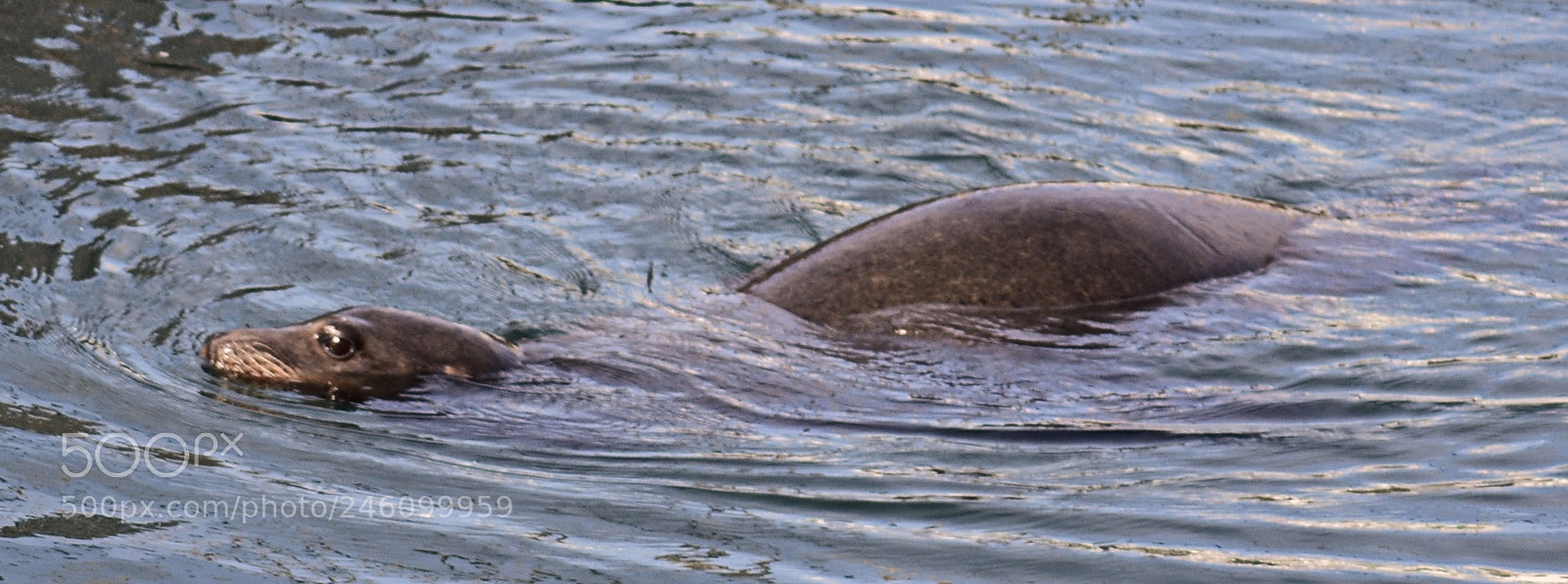 Nikon D7200 sample photo. A seal swimming over photography