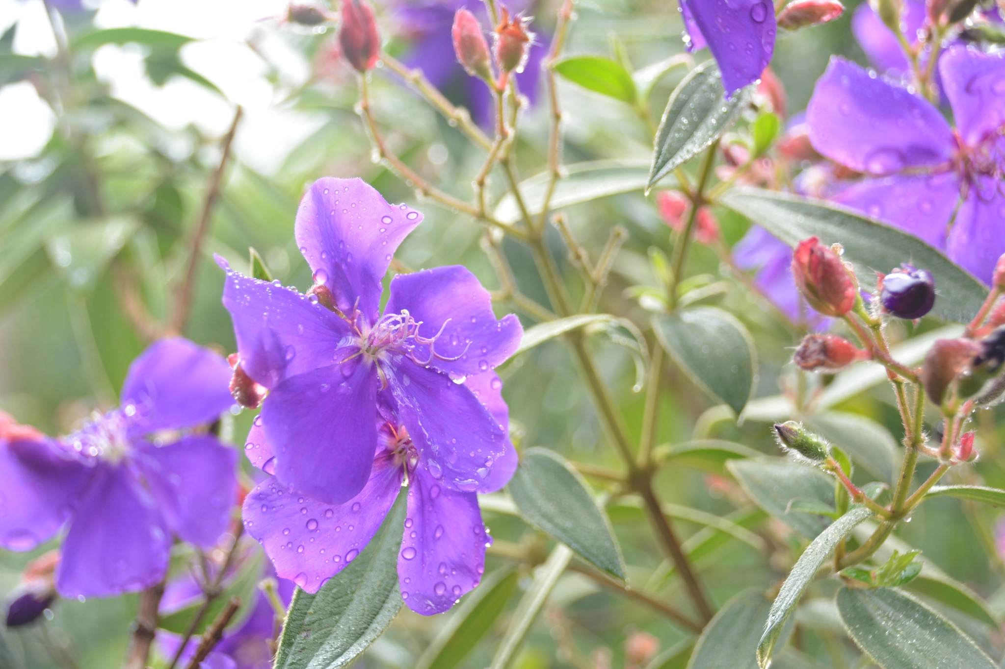 Sigma 18-250mm F3.5-6.3 DC Macro OS HSM sample photo. Purple photography