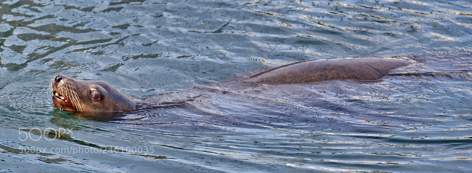 Nikon D7200 sample photo. A seal swimming over photography