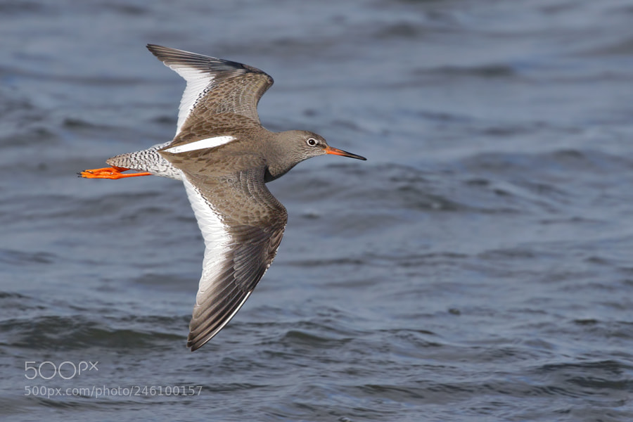 Canon EOS 7D Mark II sample photo. Redshank photography