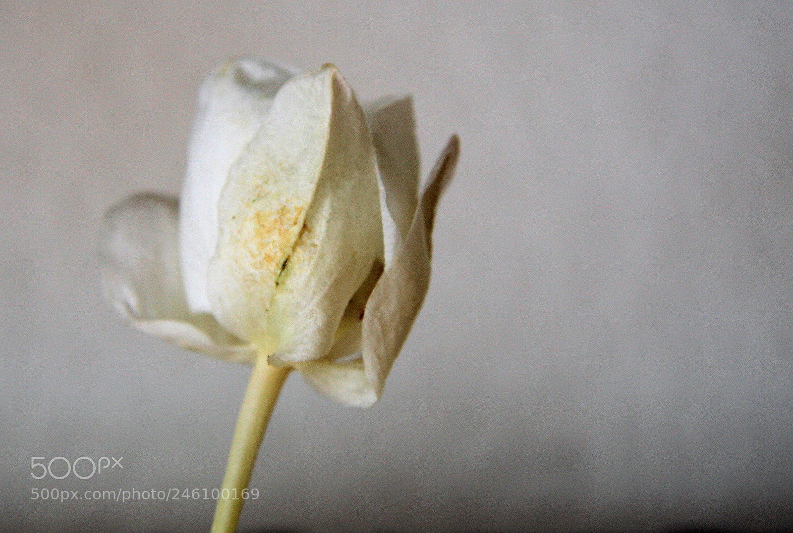 Canon EOS 40D sample photo. White tulip, white background photography