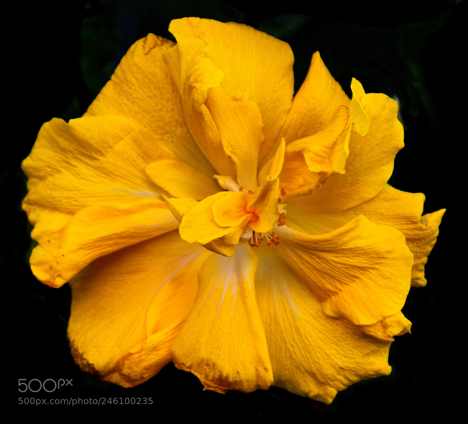Nikon D7200 sample photo. A deep gold flower photography