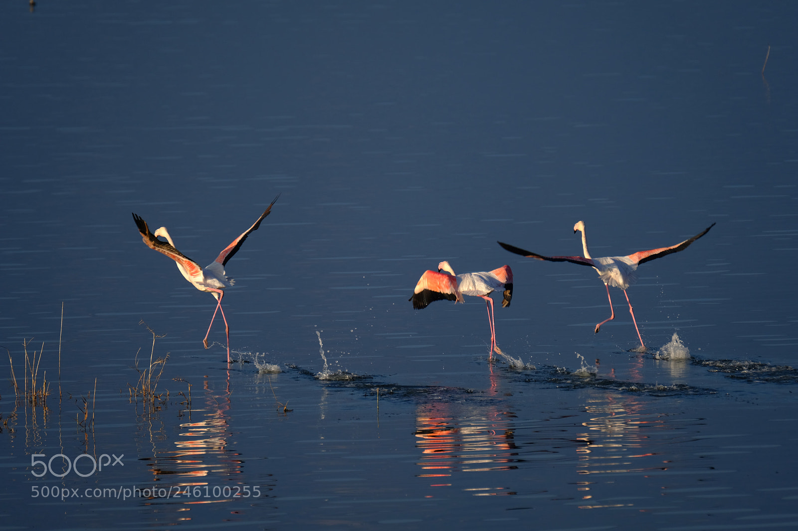 Fujifilm X-T2 sample photo. Flamingo dance photography