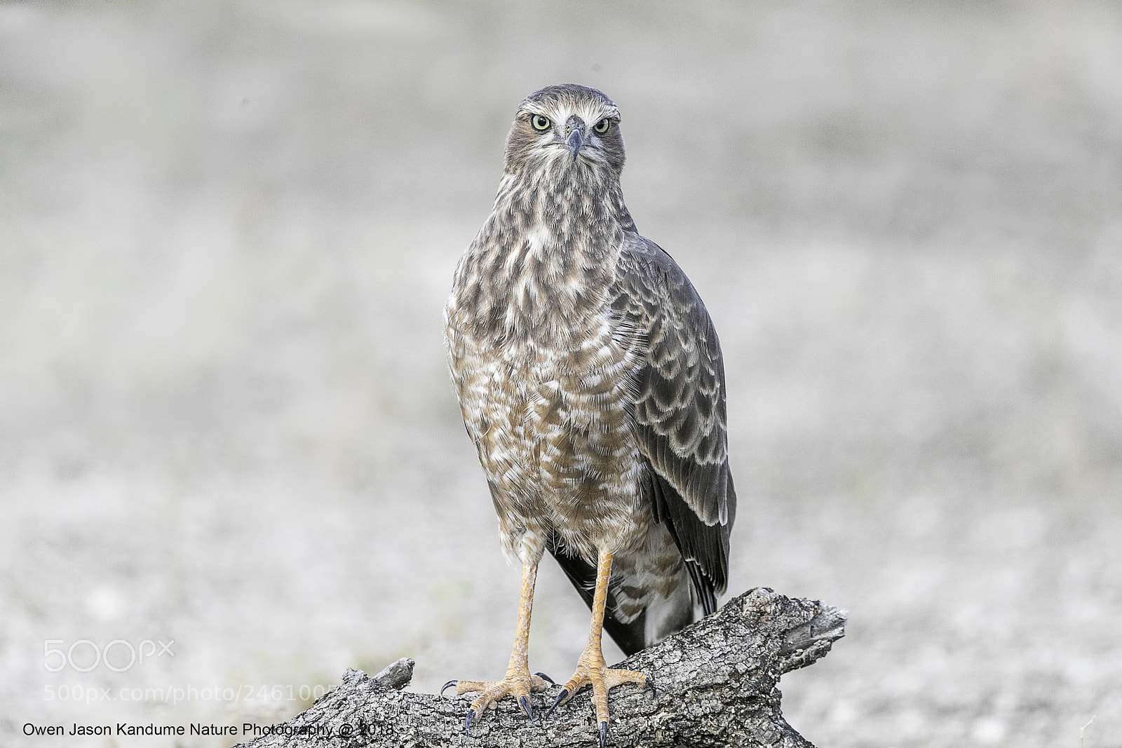 Canon EOS-1D X Mark II sample photo. Juv pale chanting goshawk photography