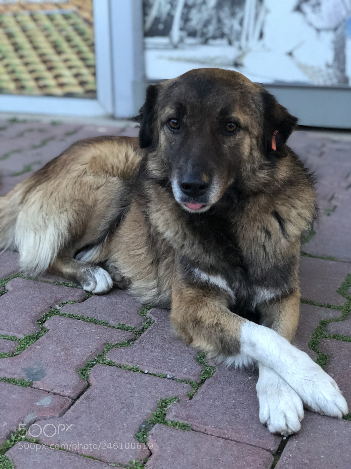 Apple iPhone 8 Plus sample photo. Innocence photography