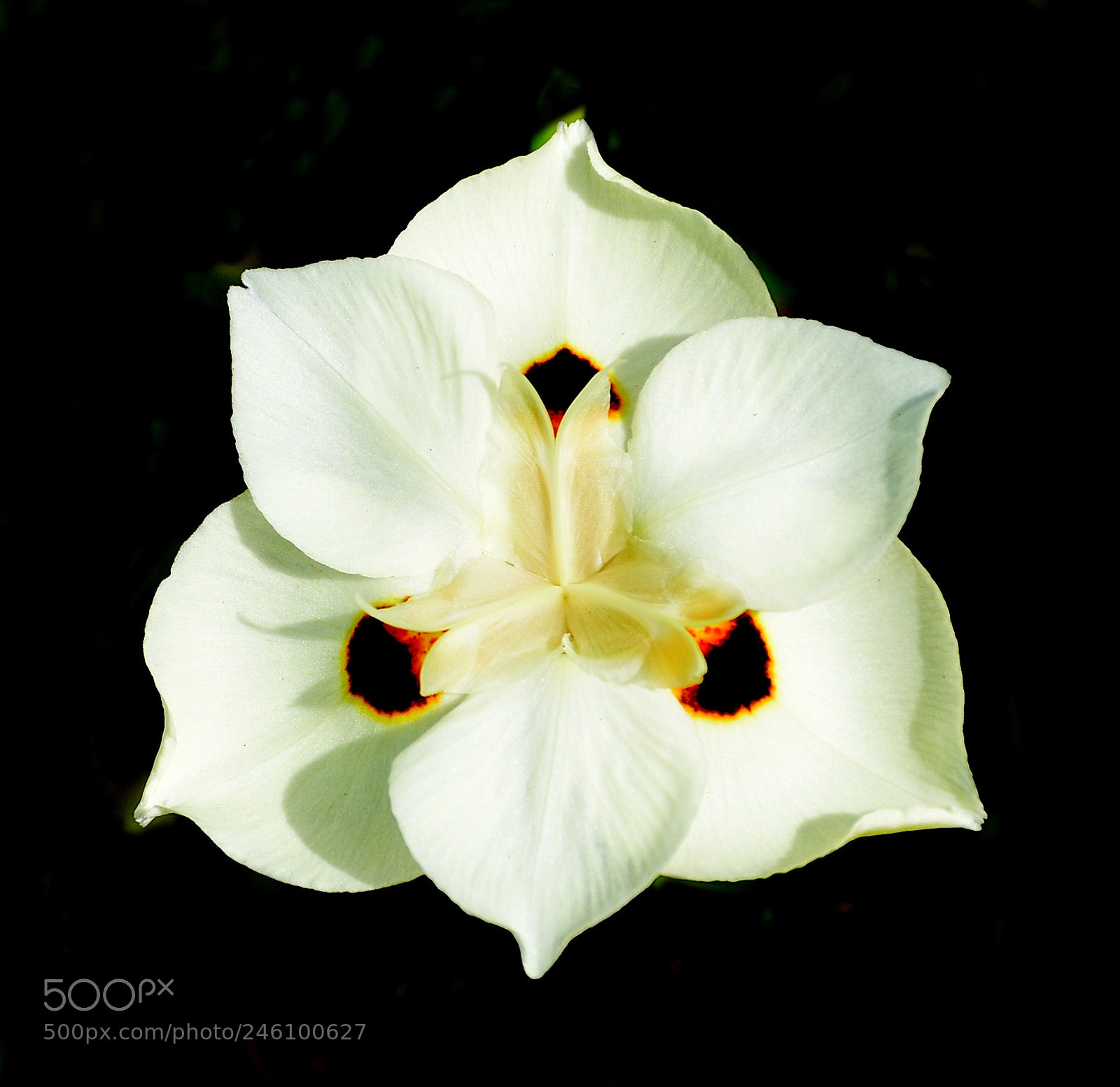 Nikon D7200 sample photo. A beautiful white spotted photography