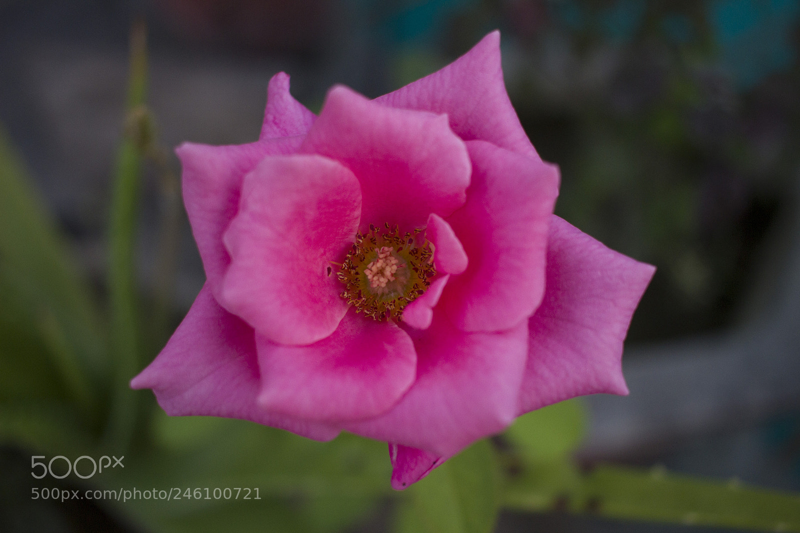 Canon EOS 600D (Rebel EOS T3i / EOS Kiss X5) sample photo. Potted rose photography