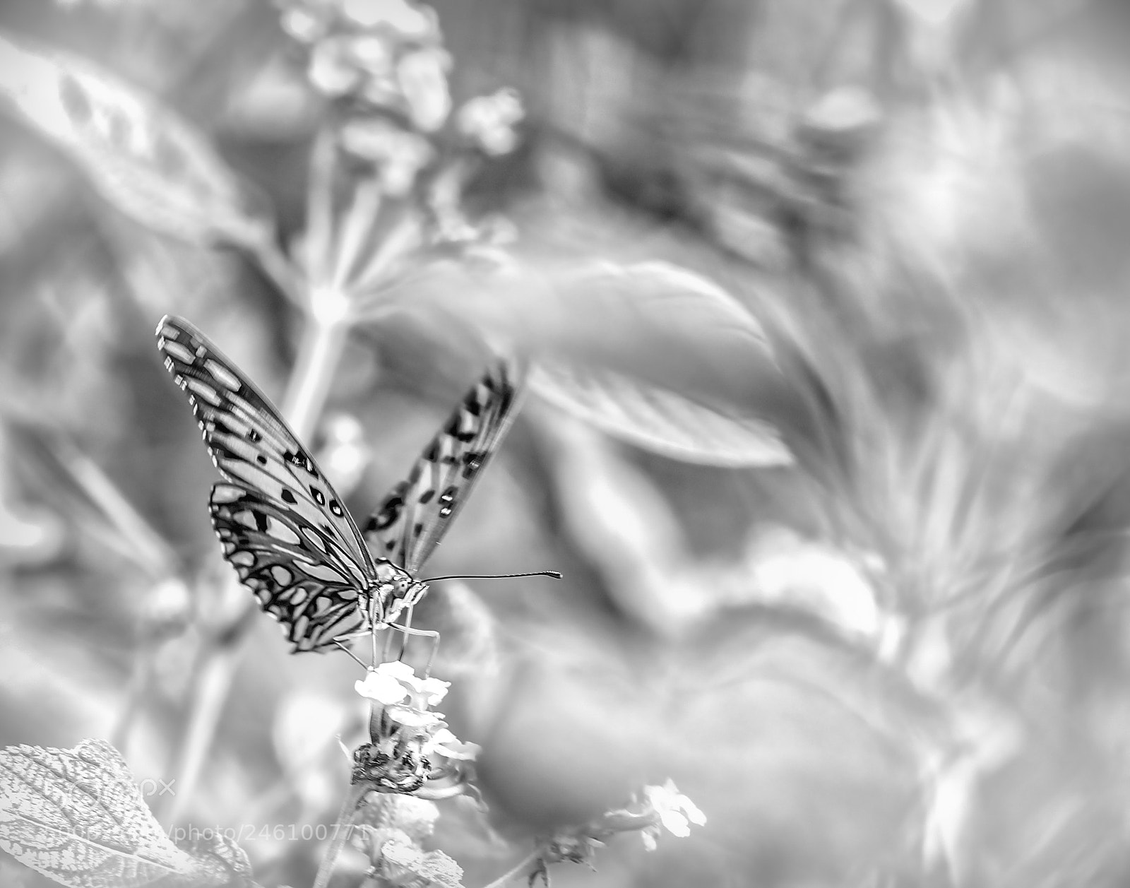 Nikon D5100 sample photo. Gatherer 2 photography