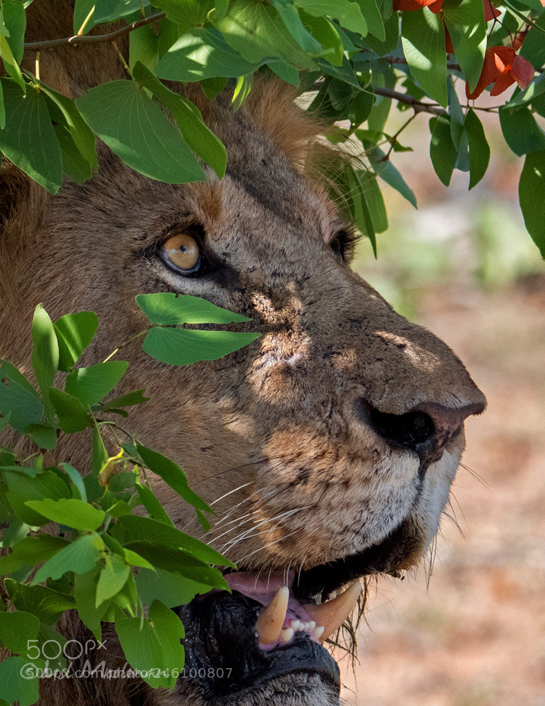 Nikon D500 sample photo. Mopani leaves frame photography