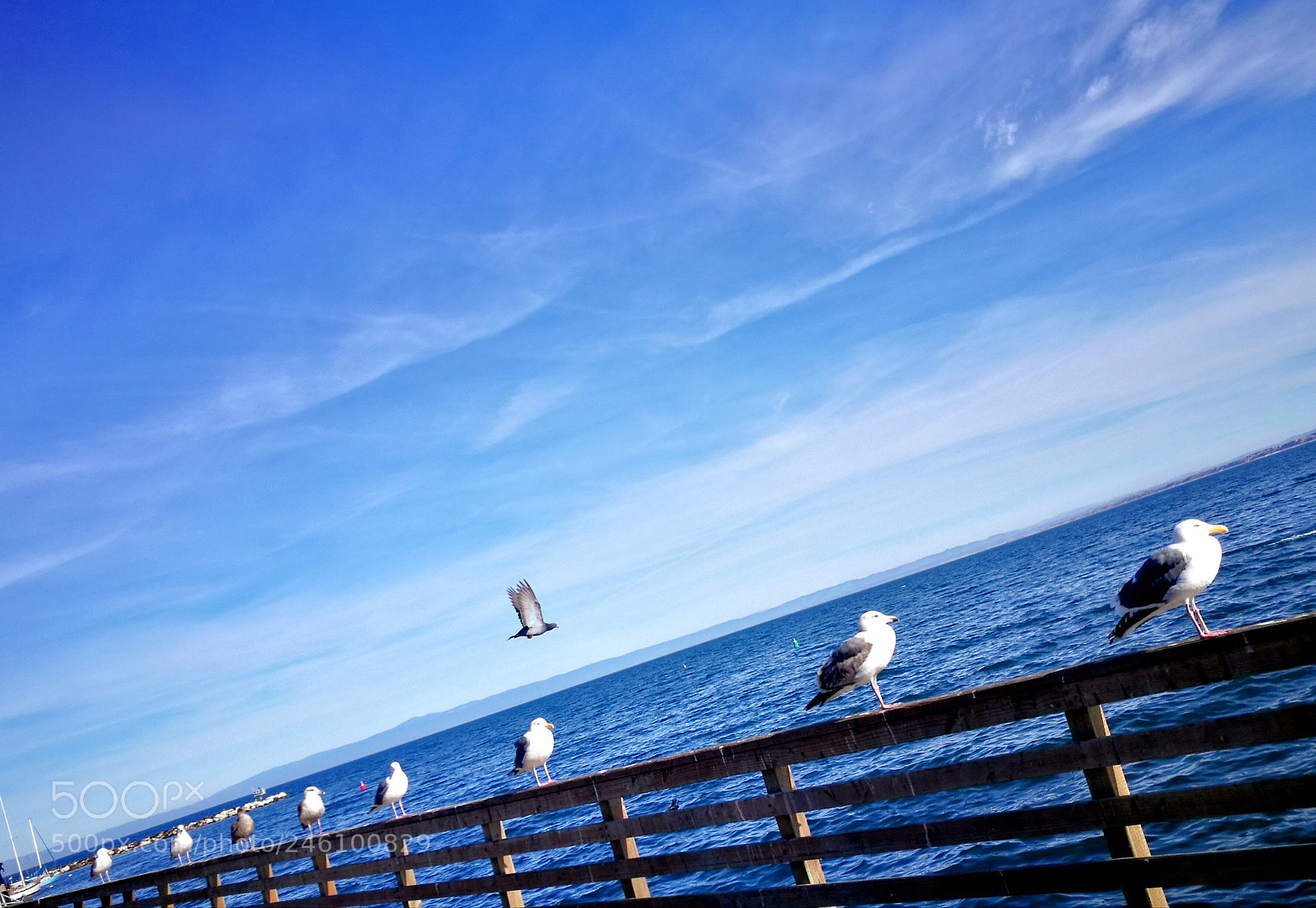 HUAWEI P9 Plus sample photo. Funny birds photography