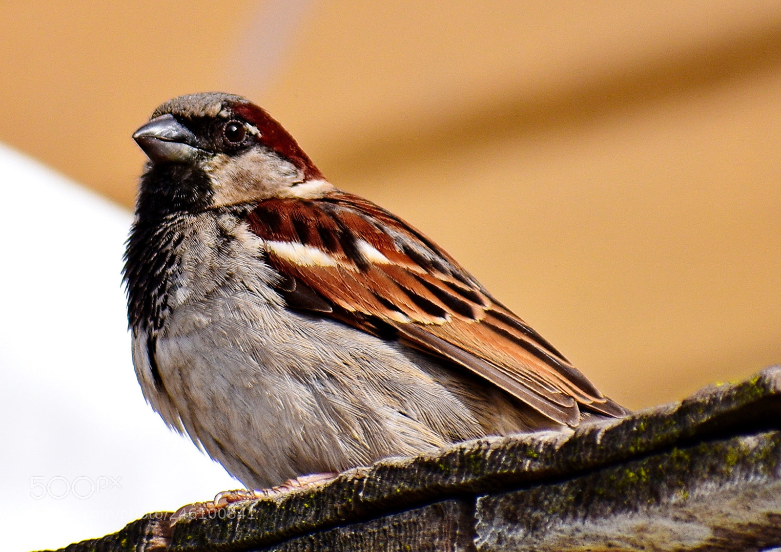 Nikon D7200 sample photo. A bird saying hello photography