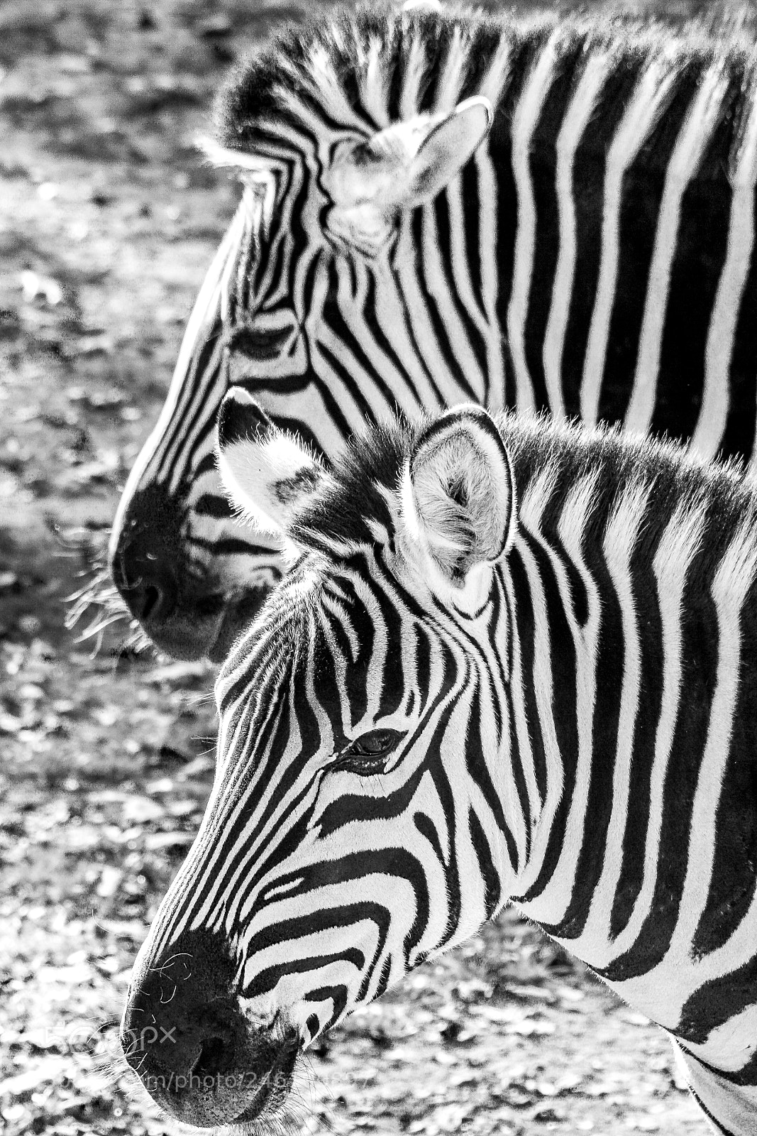 Canon EOS 400D (EOS Digital Rebel XTi / EOS Kiss Digital X) sample photo. Zebras photography