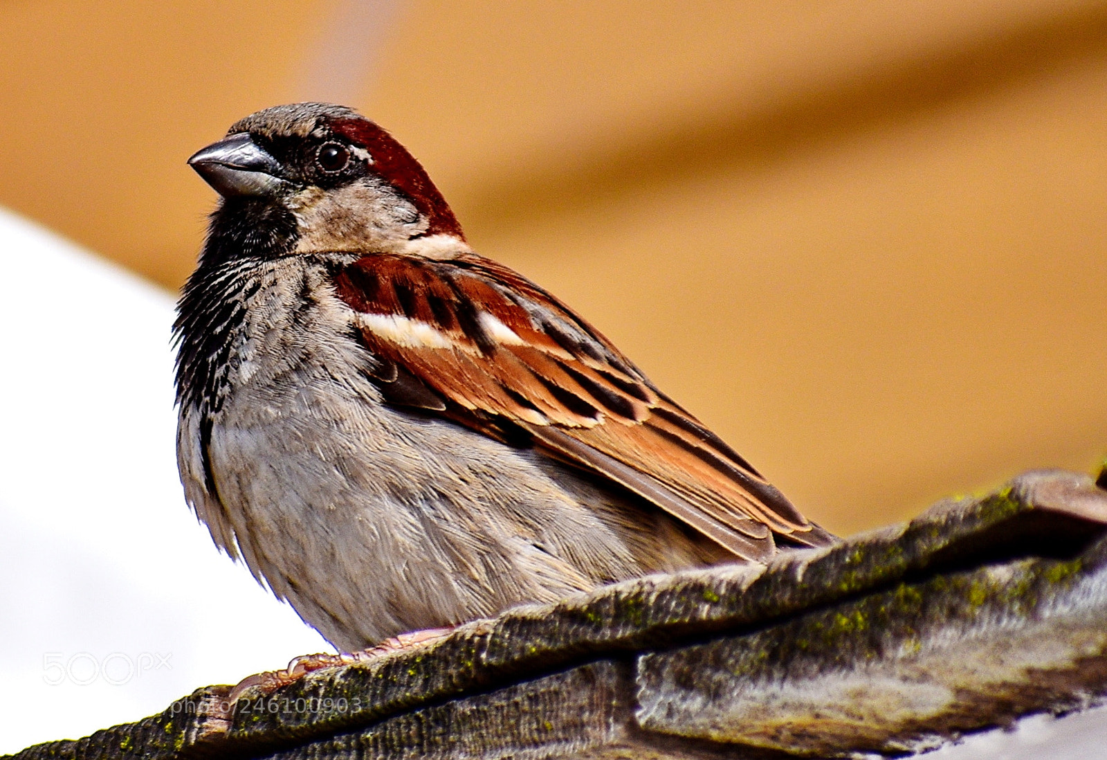 Nikon D7200 sample photo. A bird saying hello photography