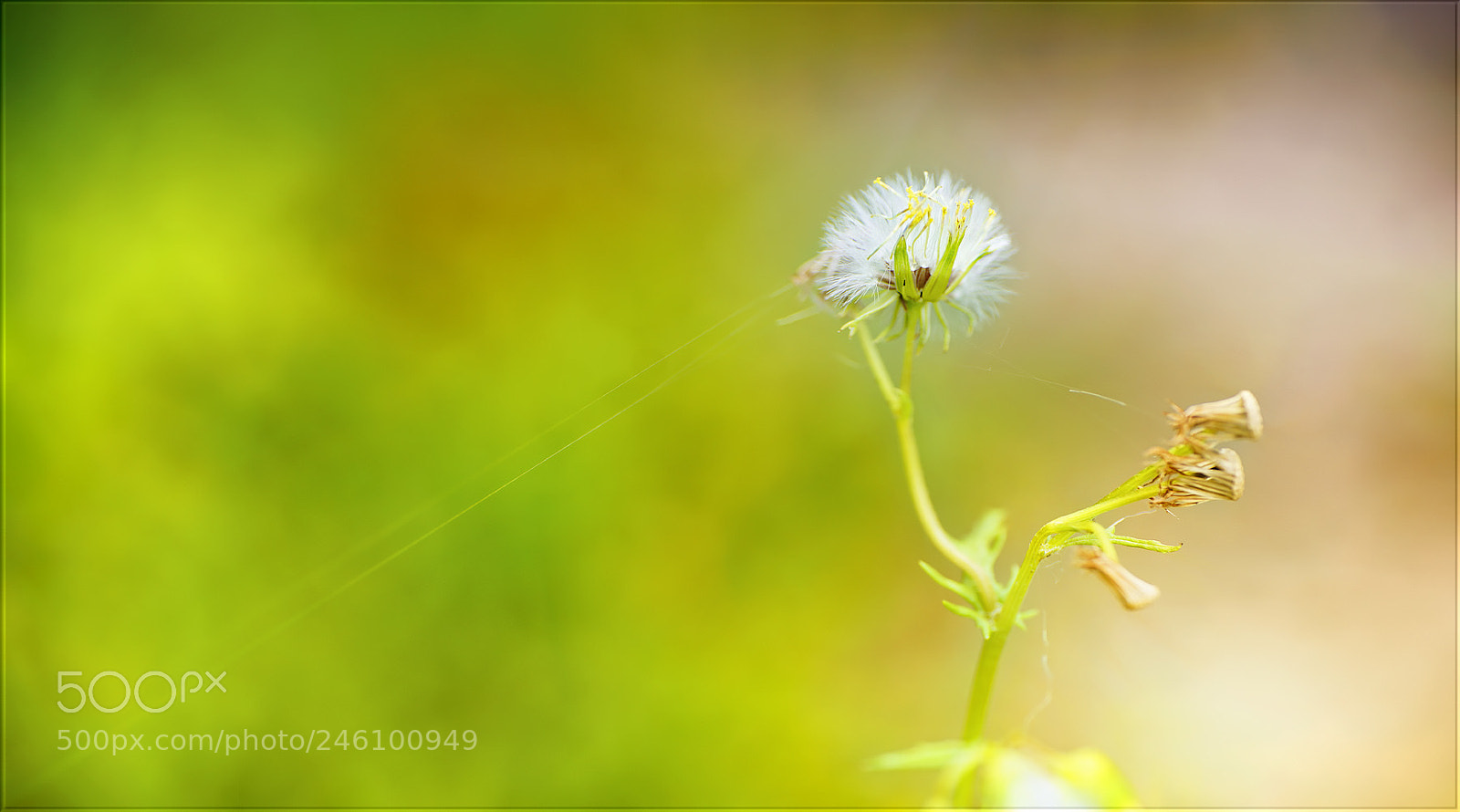 Sony a7R II sample photo. Festhalten ... photography