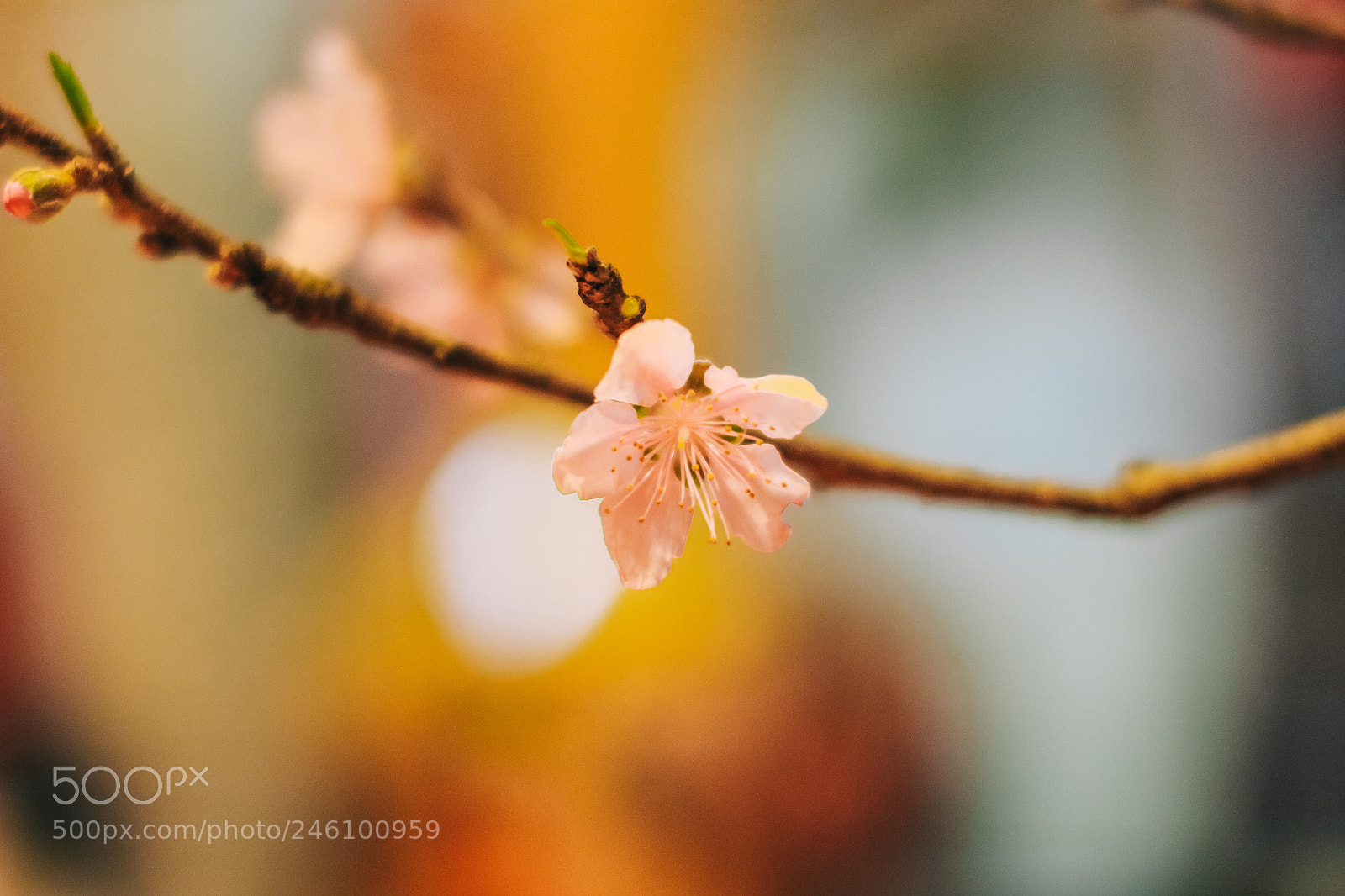 Canon EOS 700D (EOS Rebel T5i / EOS Kiss X7i) sample photo. Blossom photography