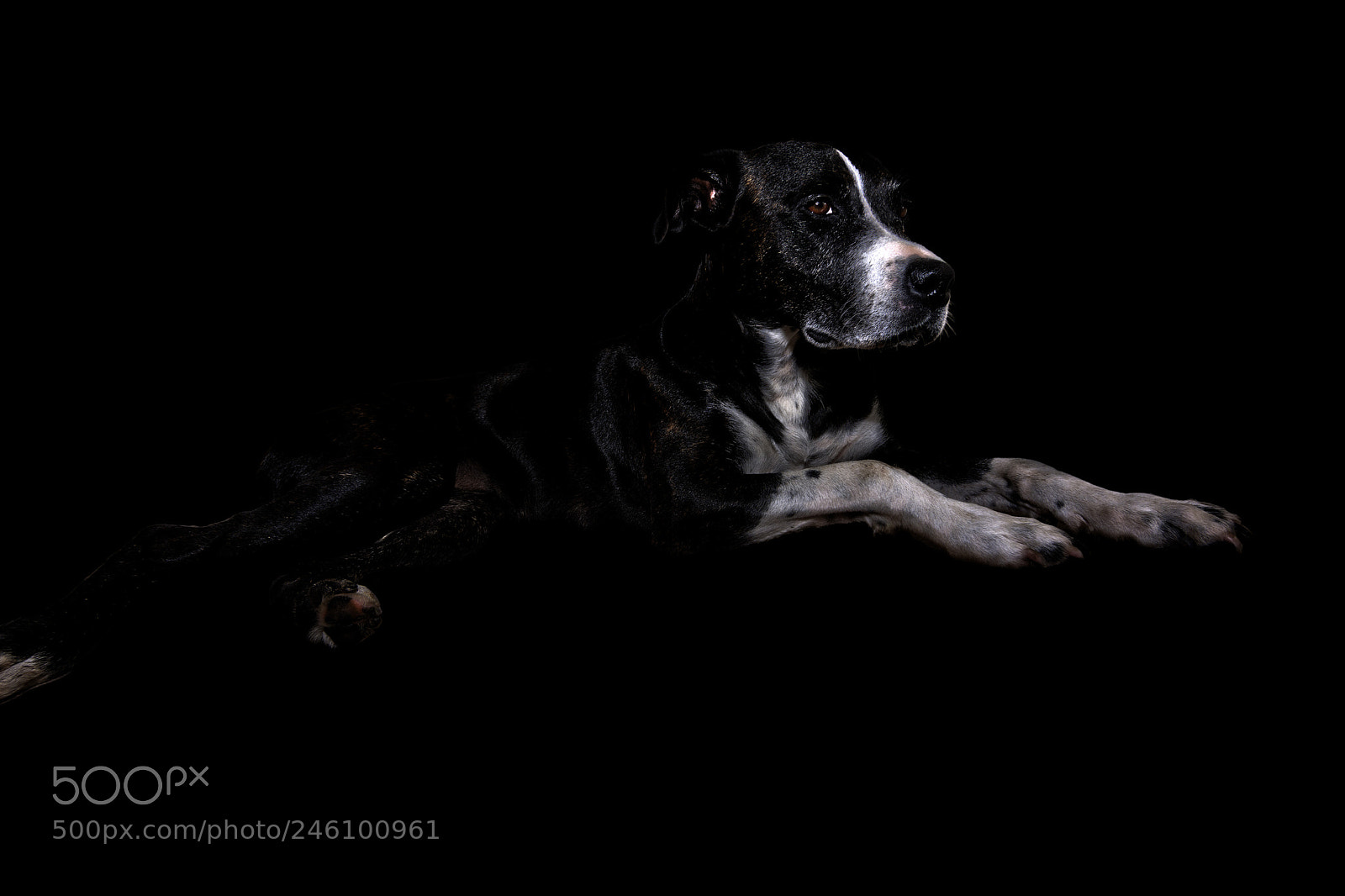 Nikon D7100 sample photo. Dog portrait photography