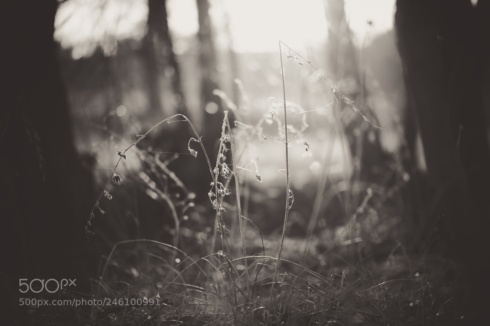 Sony a7 II sample photo. Left behind photography