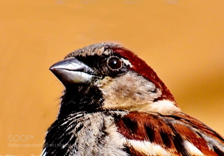 Nikon D7200 sample photo. Bird saying hello portrait photography