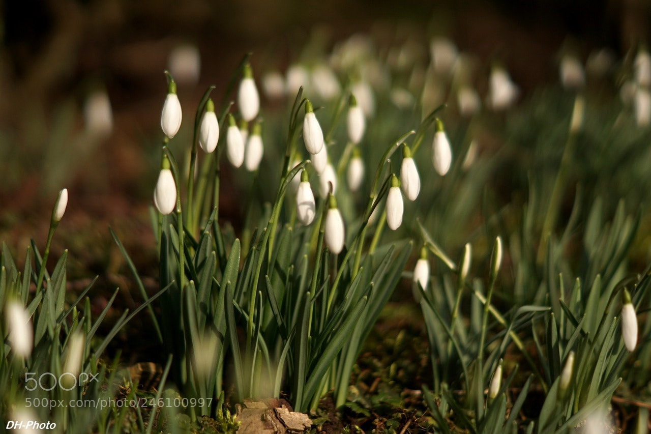 Sony ILCA-77M2 sample photo. First snowdrops photography
