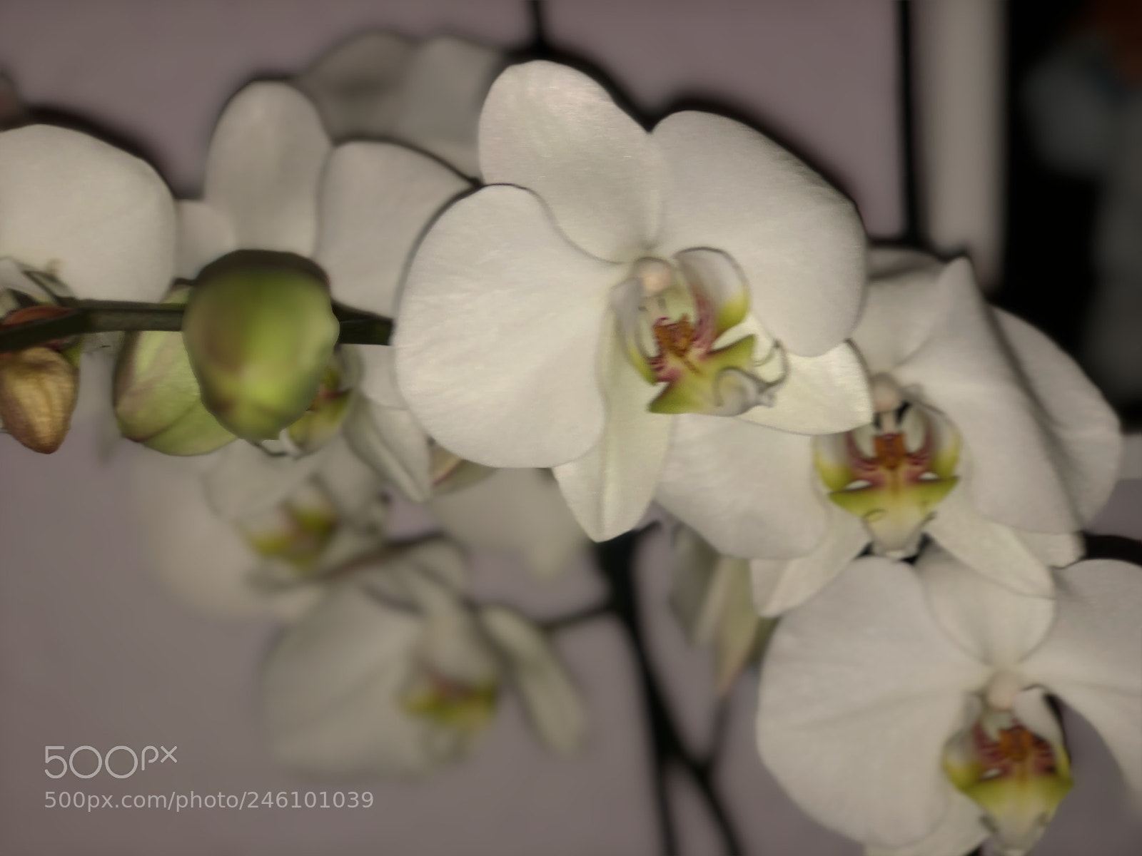 Apple iPhone 8 Plus sample photo. Untitled photography