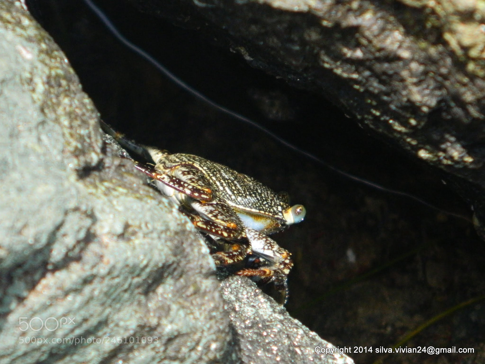 Nikon Coolpix L120 sample photo. Little friend craby photography