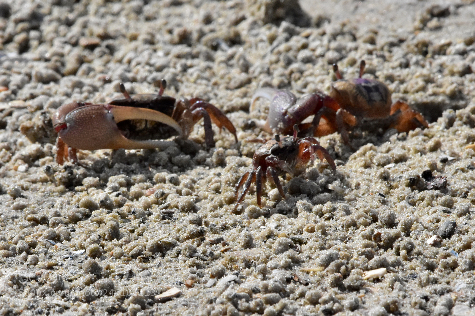 Nikon D7200 sample photo. Crabs photography