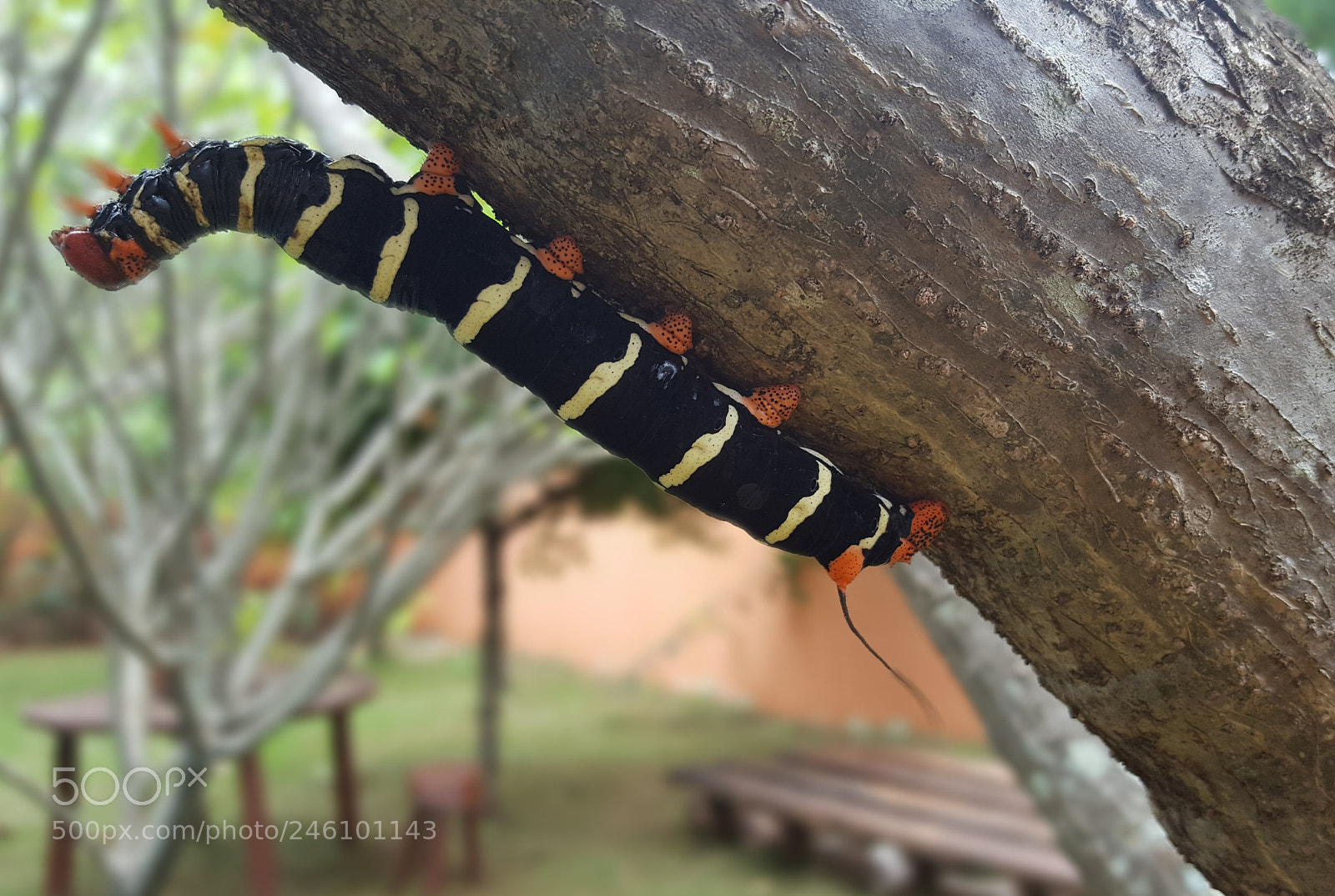 Samsung Galaxy S6 sample photo. Dragon fly photography