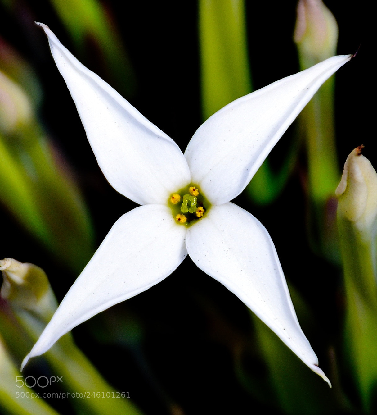 Nikon D7200 sample photo. A beautiful white star photography