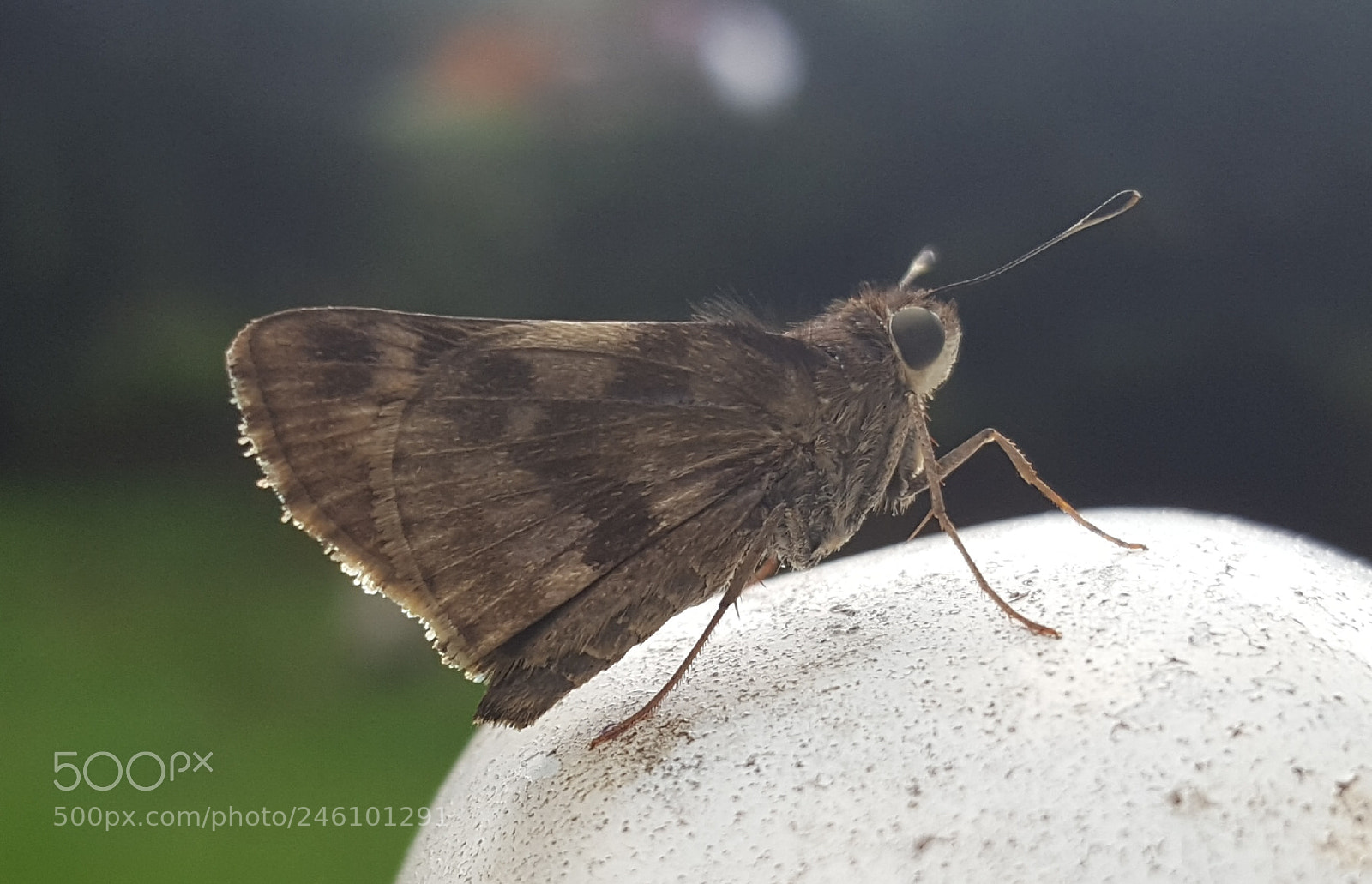 Samsung Galaxy S6 sample photo. Butterfly photography