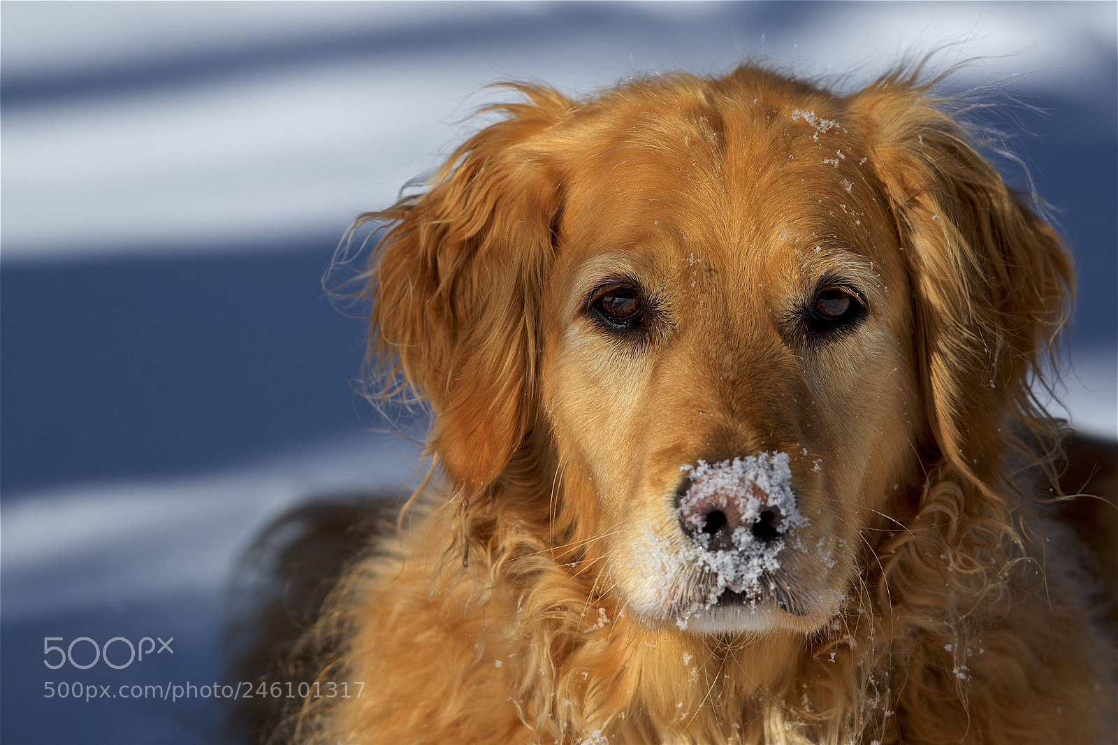Nikon D600 sample photo. Cold nose warm heart photography