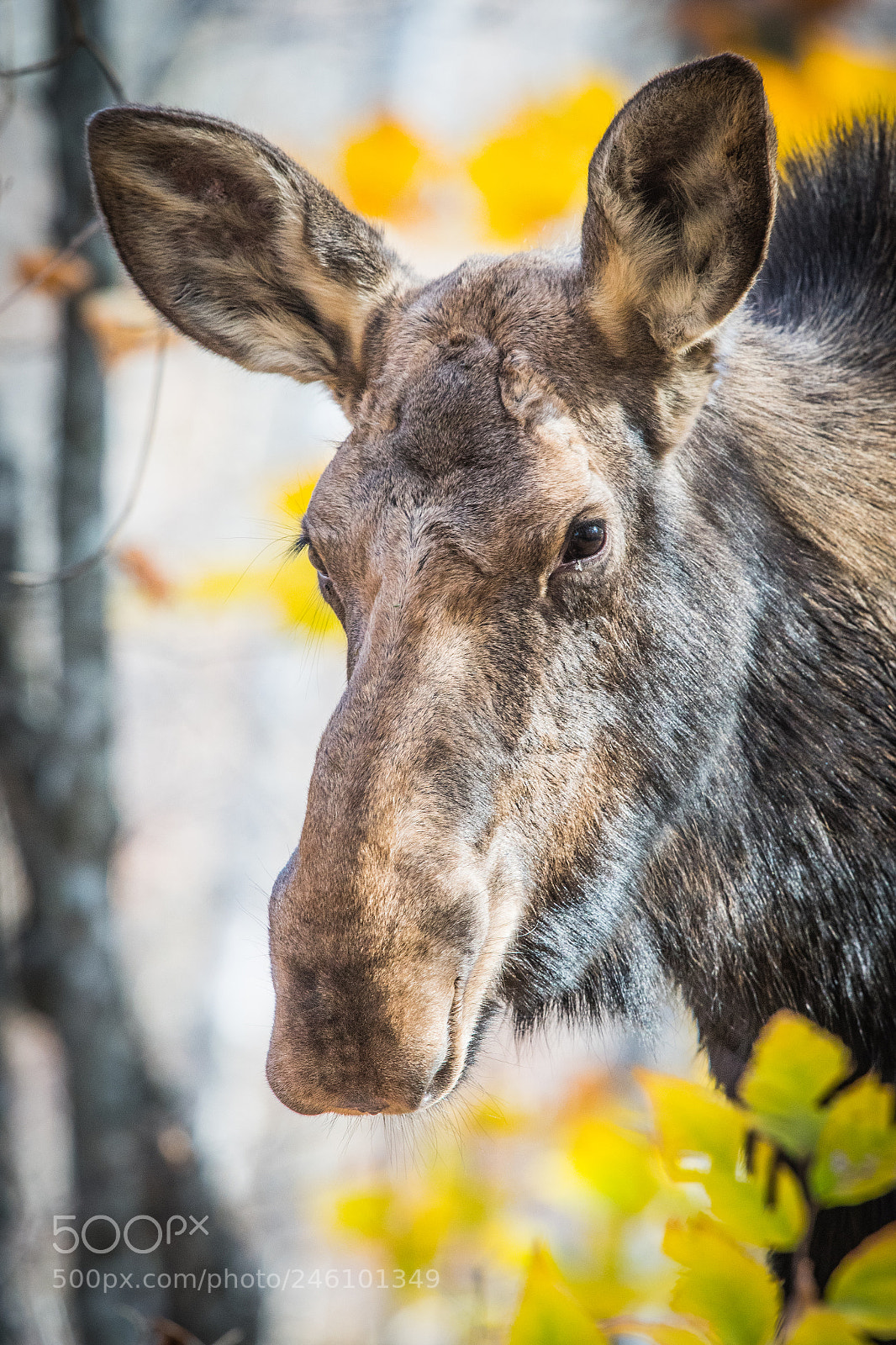 Nikon D500 sample photo. Female moose photography