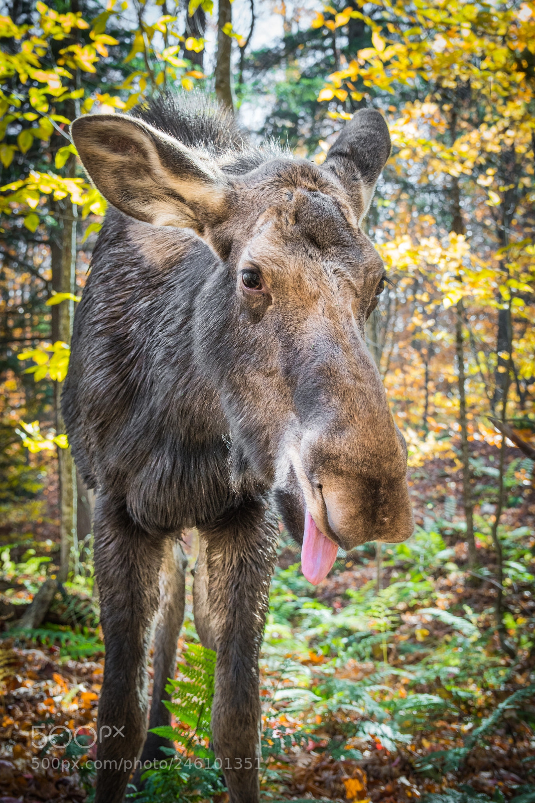Nikon D500 sample photo. Female moose photography