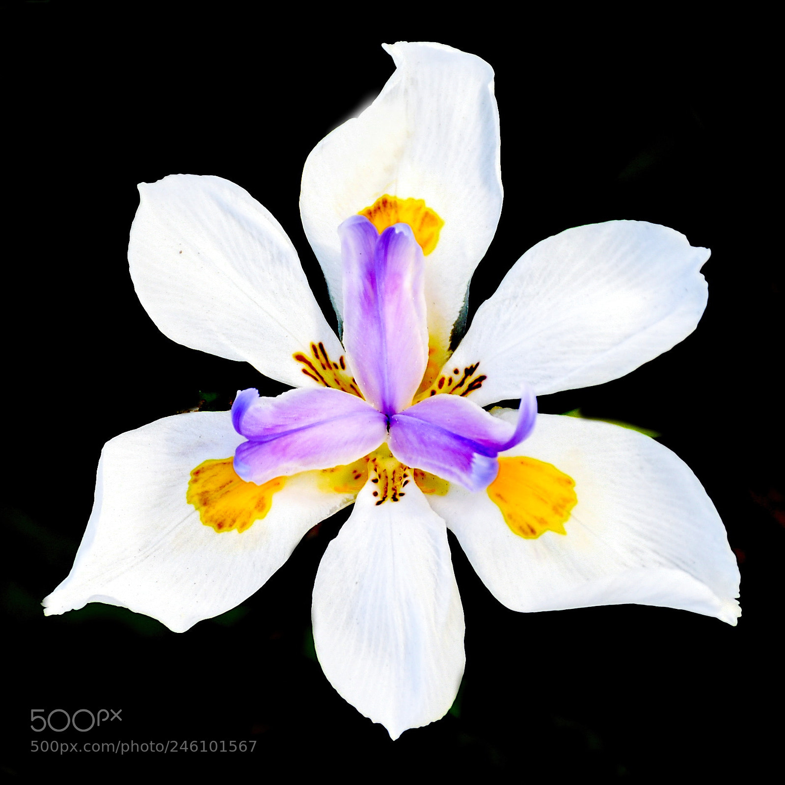 Nikon D7200 sample photo. Another beautiful white iris photography