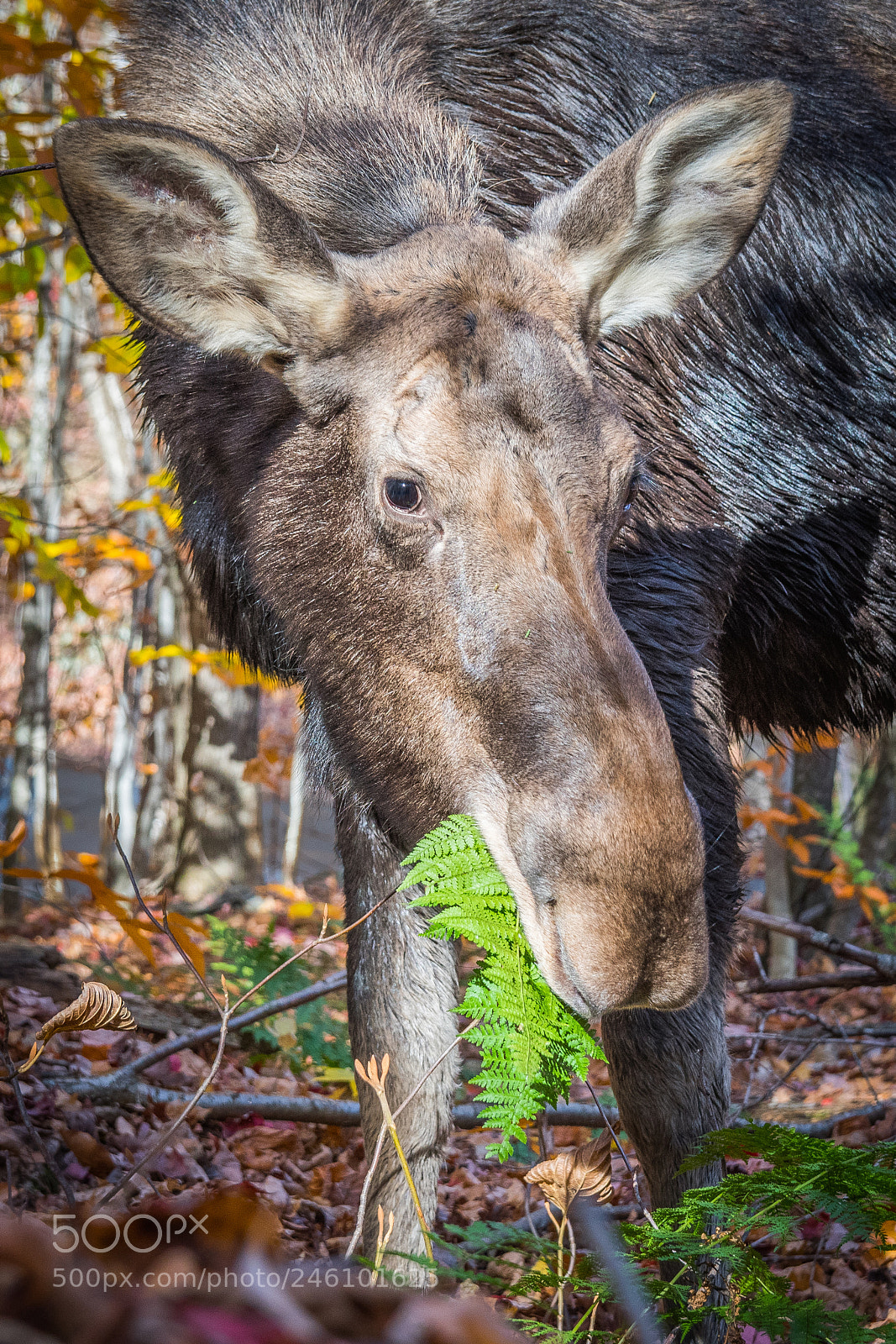 Nikon D500 sample photo. Female moose photography
