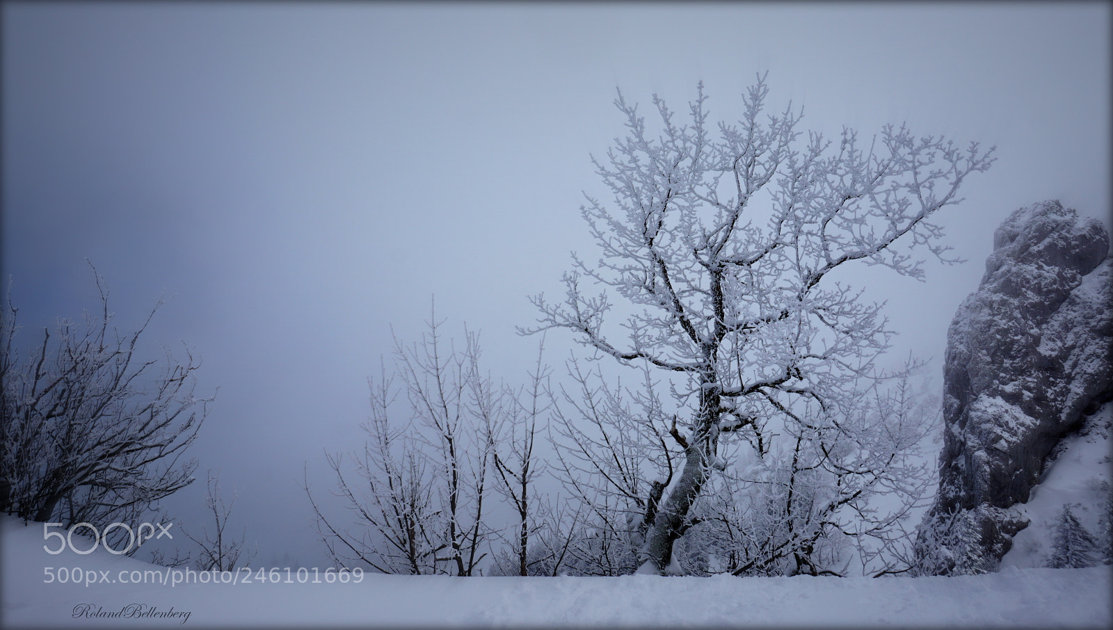 Sony E 16-50mm F3.5-5.6 PZ OSS sample photo. Mystic tree photography