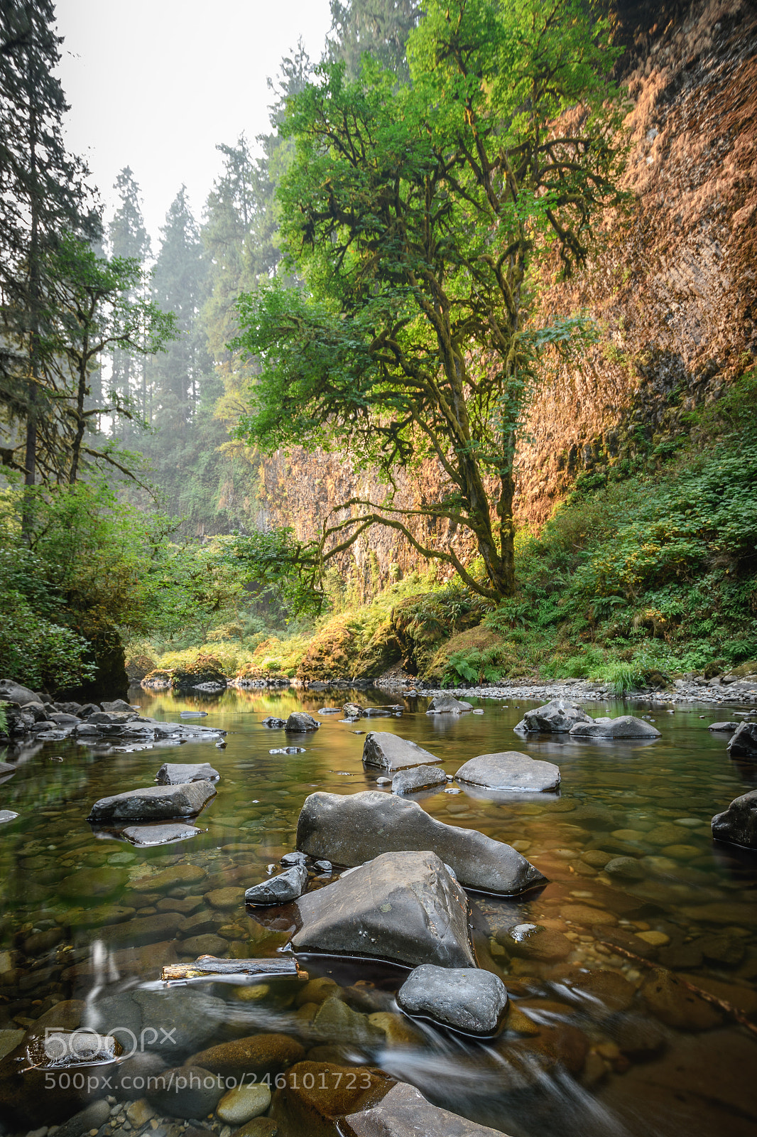 Nikon D7500 sample photo. Canyon creek photography