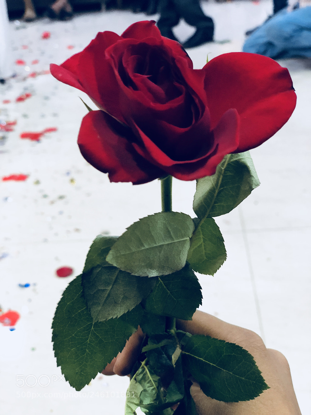Apple iPhone X sample photo. Photographed in iphone x photography