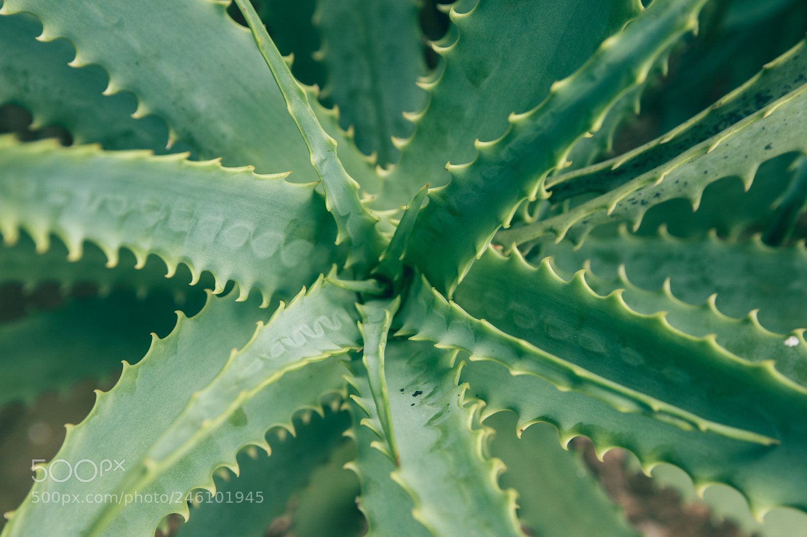 Canon EOS 800D (EOS Rebel T7i / EOS Kiss X9i) sample photo. Fresh aloe vera photography