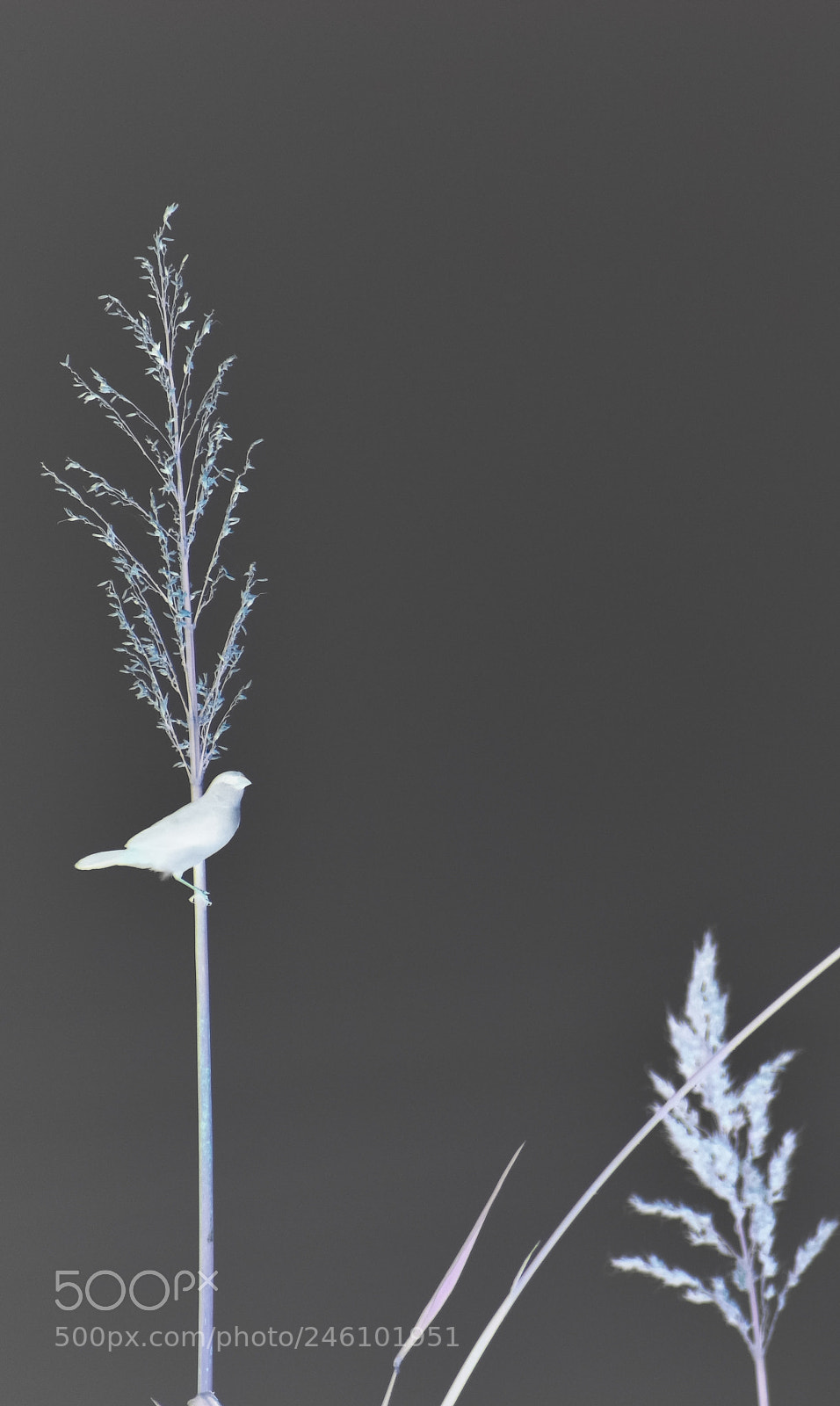 Nikon D3400 sample photo. Invert photography