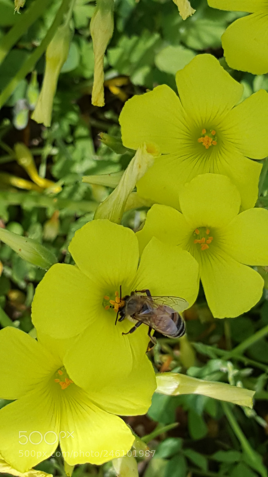 Samsung Galaxy Note5 sample photo. Busy bee photography