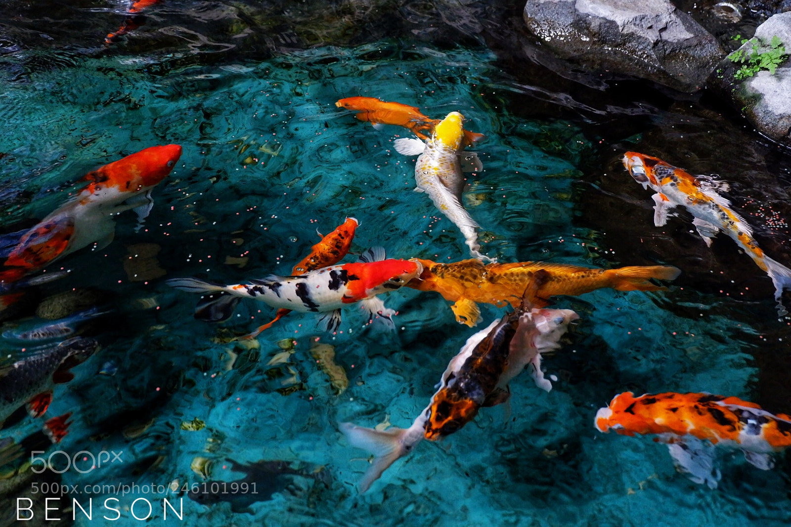 Fujifilm X-A10 sample photo. Koi fish #fujifilmxa10 photography