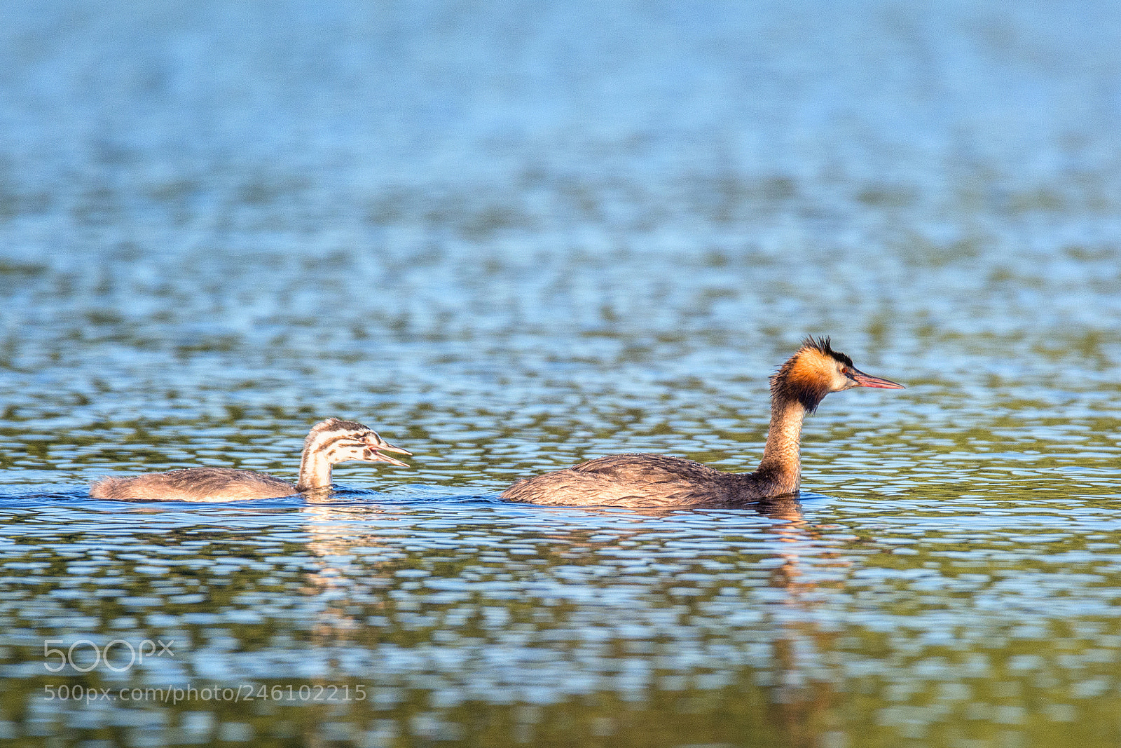 Nikon D7100 sample photo. 847. grebes photography