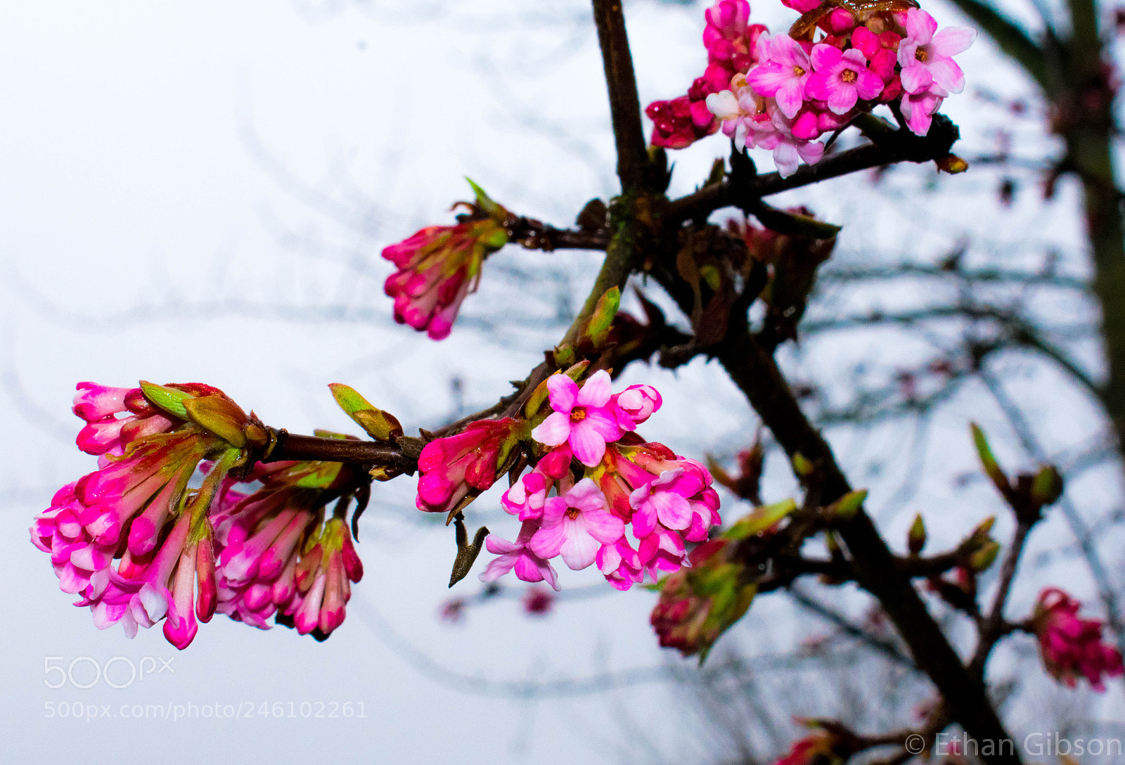Nikon D3400 sample photo. Pink flowers photography