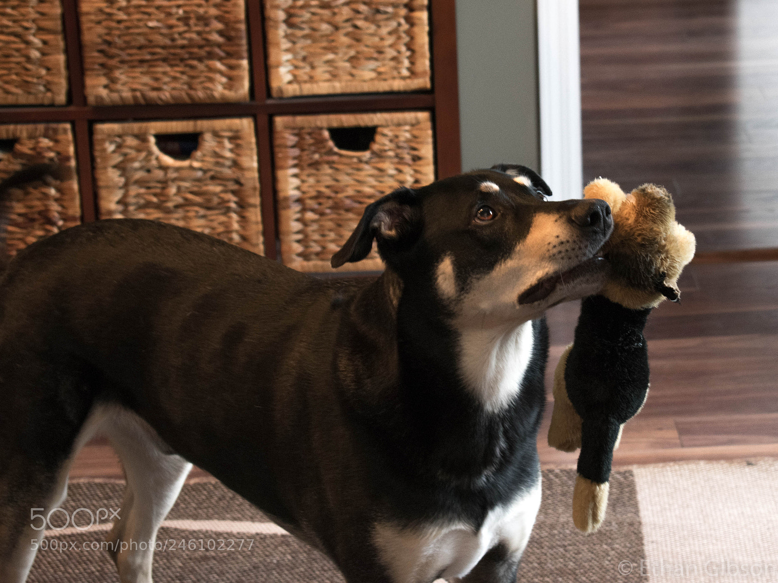 Nikon D3400 sample photo. Good boy photography