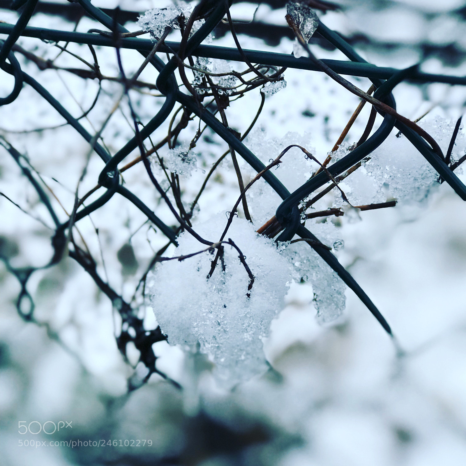 Apple iPhone 7 Plus sample photo. Capturing snowflakes #darmstadt#germany photography