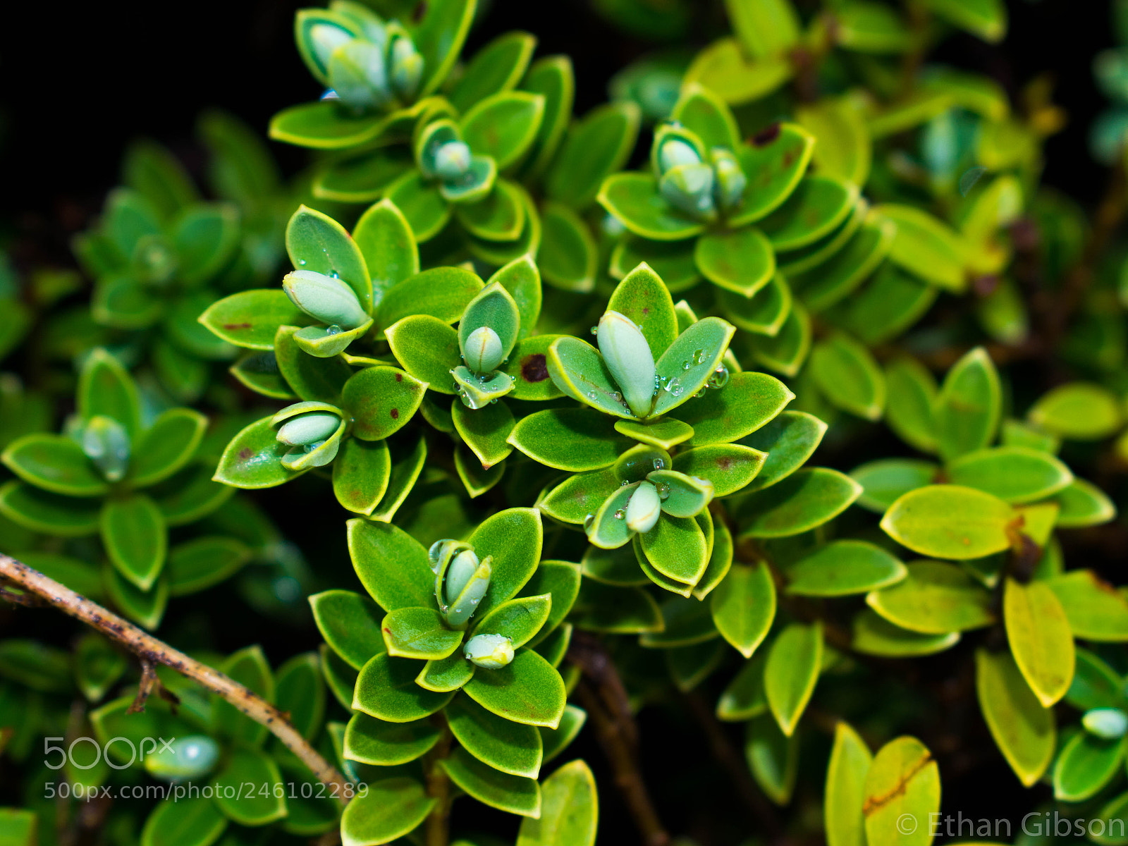 Nikon D3400 sample photo. It's a plant! photography