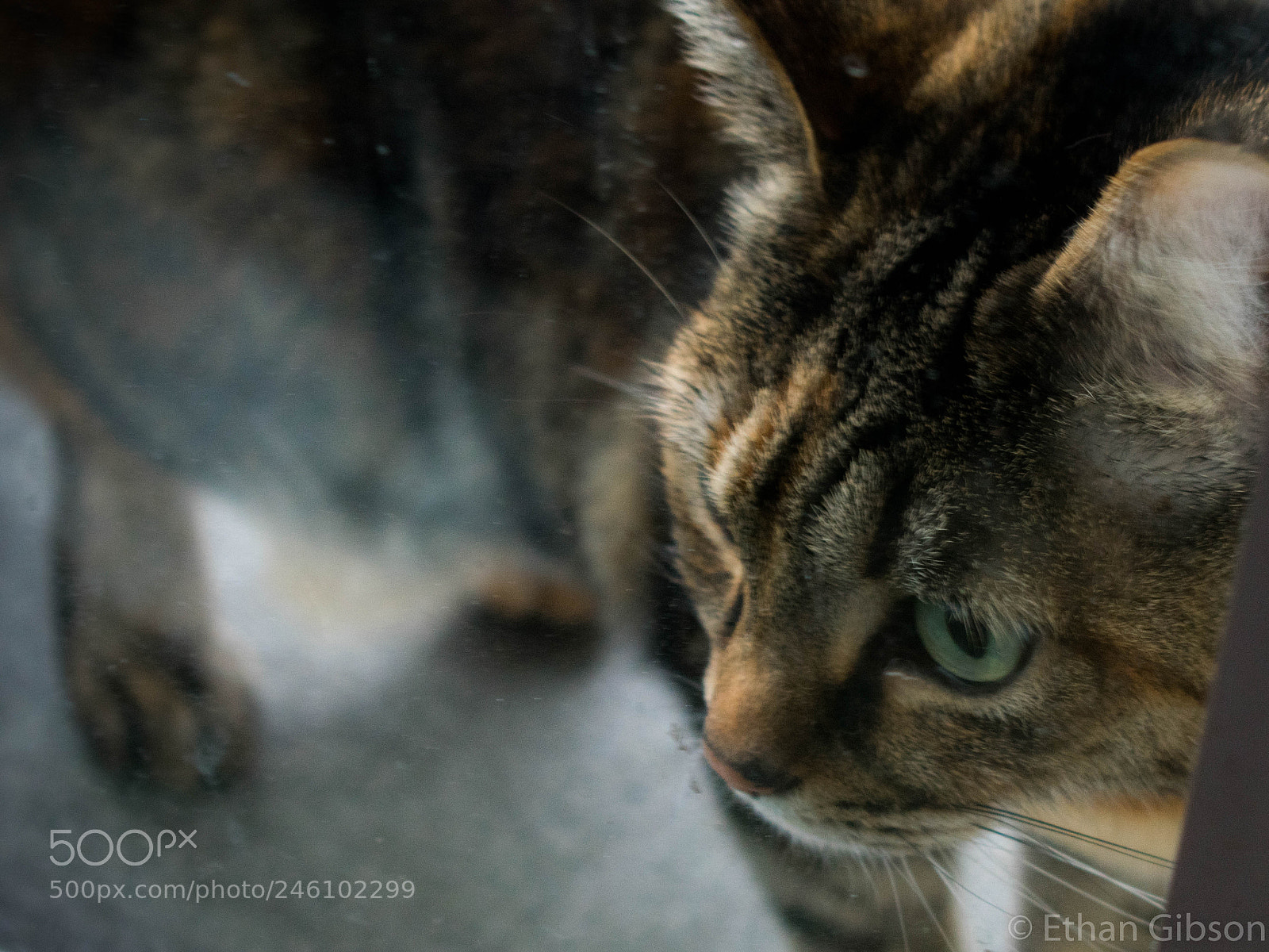Nikon D3400 sample photo. She just wants inside photography