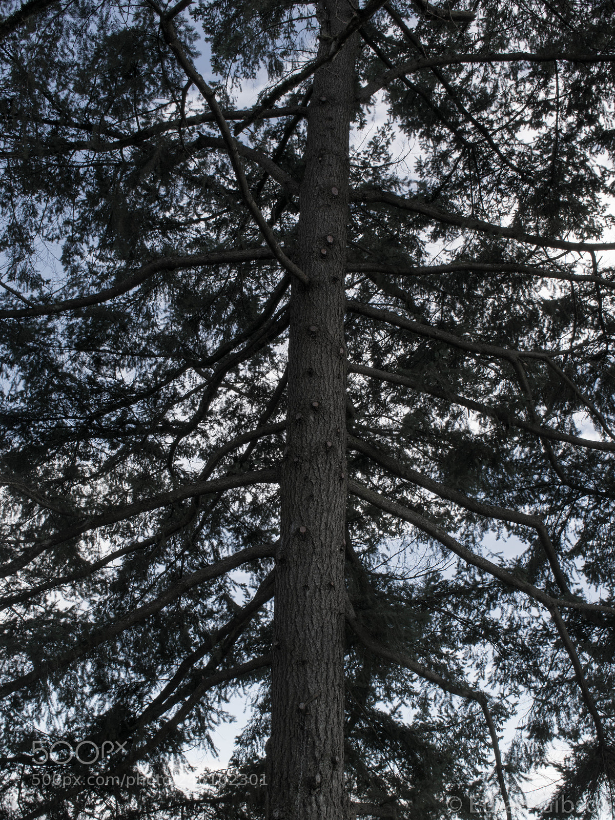Nikon D3400 sample photo. Hey, it's a tree! photography