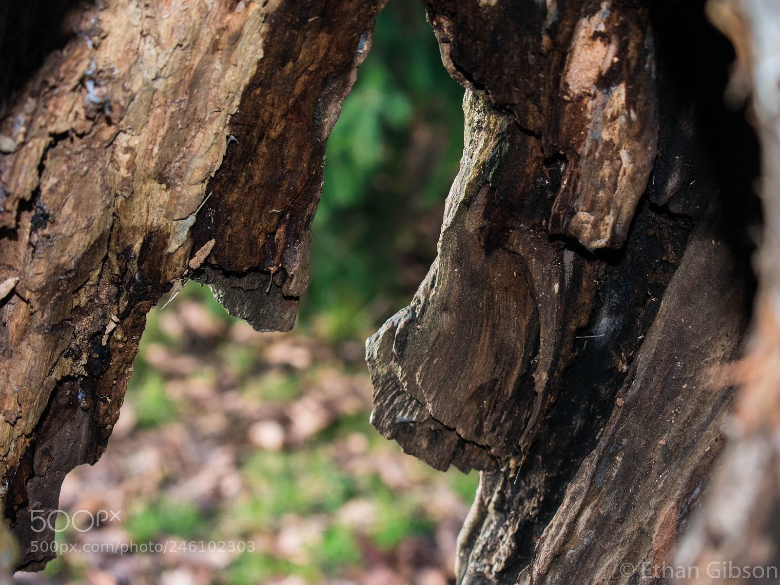 Nikon D3400 sample photo. It's a tree except photography