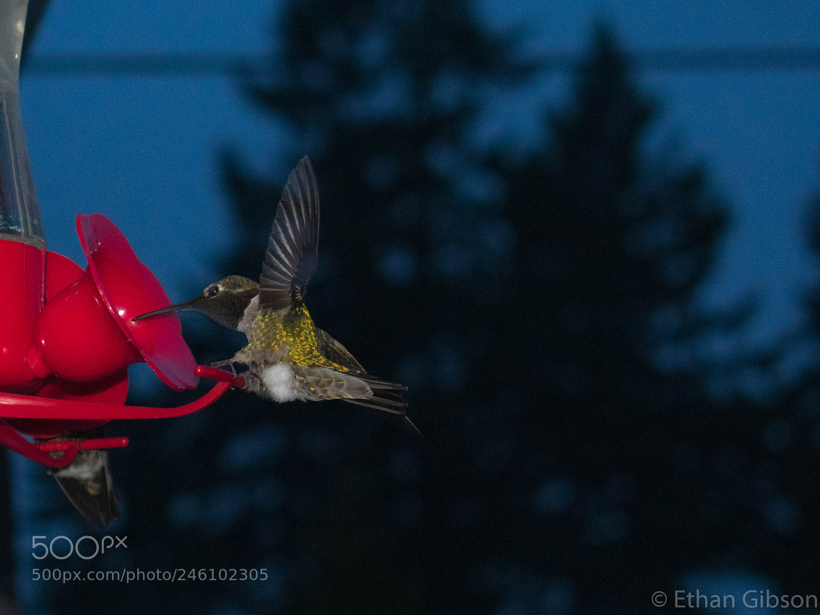 Nikon D3400 sample photo. Hummingbirds photography